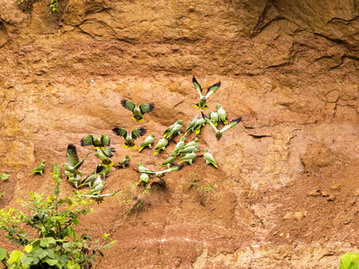 在厄瓜多尔的 Yasuni 国家公园, 在亚马逊河假肢的鹦鹉黏土或盐舔