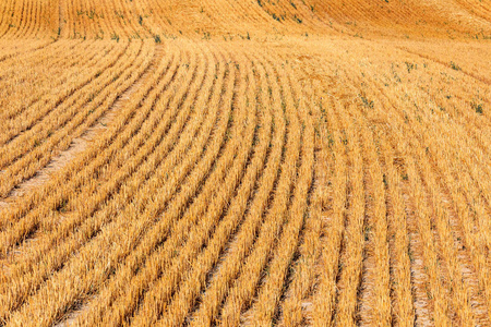 夏季日落时新鲜割小麦的田间研究