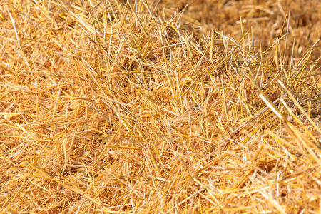 新鲜割麦草在田间的质地研究