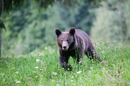 棕色的熊，在其自然栖息地