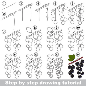绘图教程。 黑醋栗。