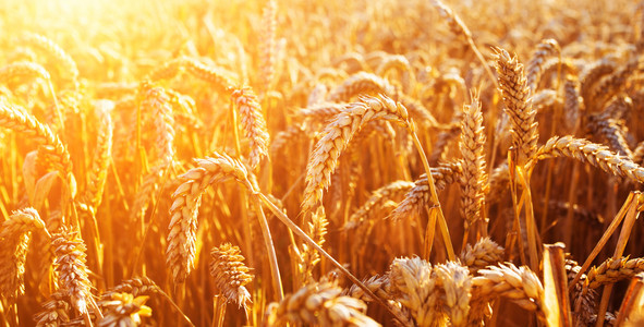 金黄的麦穗特写的耳朵.丰收的概念照片