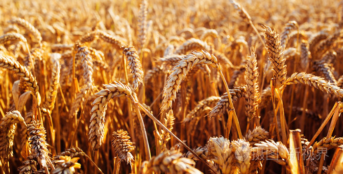 金黄的麦穗特写的耳朵.丰收的概念