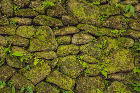 古石墙的纹理覆盖绿色苔藓在鹿特丹堡, 望加锡, 印度尼西亚