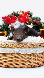 一只越南品种的黑猪坐在一个柳条篮附近的圣诞装饰。可爱的小黑小猪与鹿牛角在新年