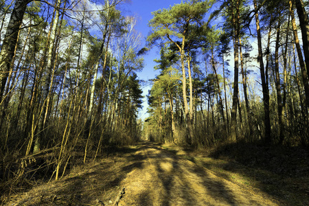 阳光明媚的冬日在 Kampinos 国家公园波兰