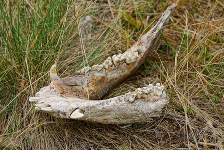 在草地上的死野兽的牙齿和犬齿的下巴