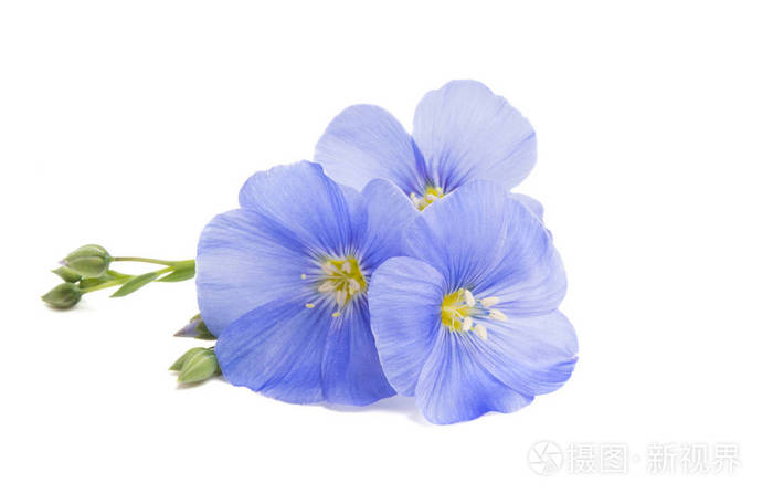 在白色背景上孤立的亚麻花