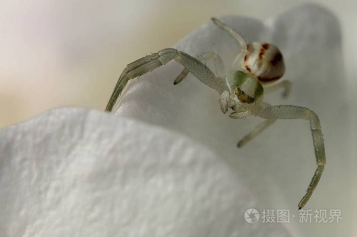 花蜘蛛等待猎物照片 正版商用图片0sft4a 摄图新视界