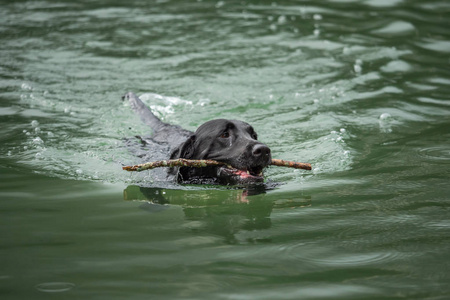 一只黑色的拉布拉多猎犬正在水中游泳。