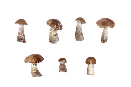 棕色帽单面 leccinum scabrum 收集在白色背景上隔离