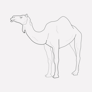 骆驼图标线元素。在干净的背景上隔离的骆驼图标线的矢量插图为您的 web 移动应用程序徽标设计