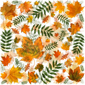色彩缤纷的秋叶在混沌有序的抽象背景下。顶部视图平面放置组对象