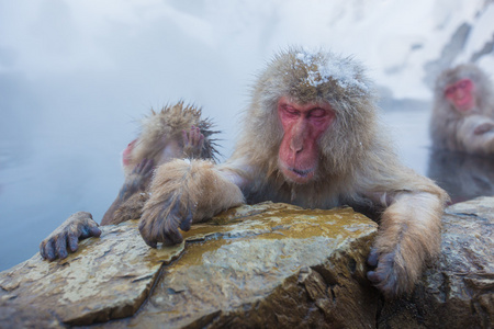 Snowmonkey，在娜迦地狱谷温泉热水的雪猴