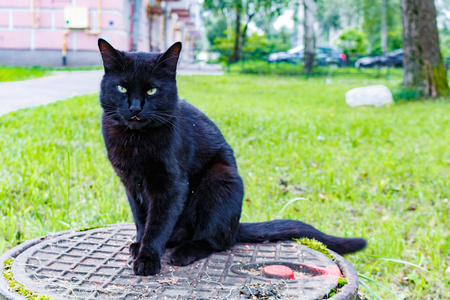 黑猫坐在一个下水道沙井