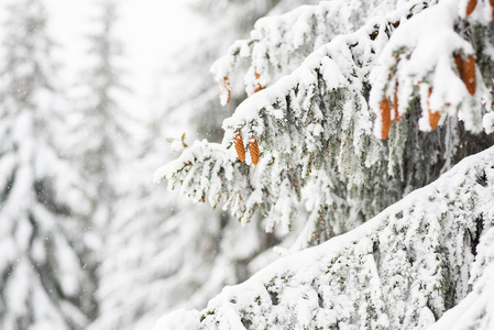 巨大冷杉树枝上的锥体悬挂积雪降雪后山中的神奇冬日