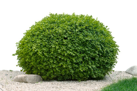 绿色茂盛的灌木丛照片