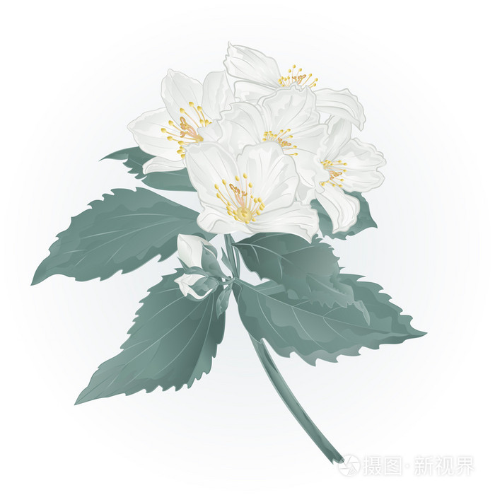 春天的花茉莉花和芽复古矢量插画-正版商用图片0sfz4f-摄图新视界