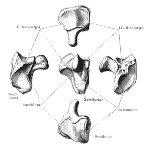 这个插图代表 Unciform 骨, 复古线画或雕刻插图