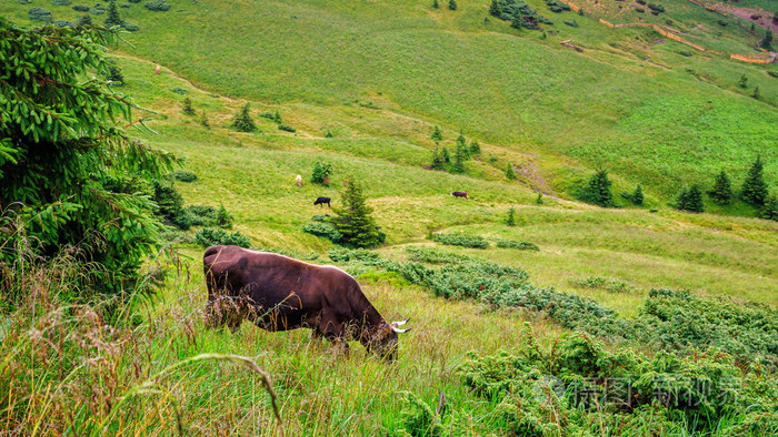 奶牛在乌克兰喀尔巴阡山的青山上放牧.