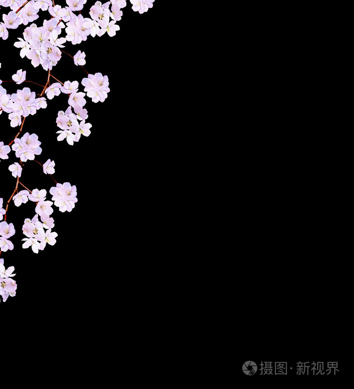 美丽精致的白花 苹果花bl 一个孤立的照片 正版商用图片0sg312 摄图新视界