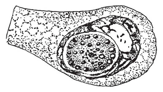 圆孢子 Cayetanensis 卵细胞复古线画或雕刻插图的形成例证