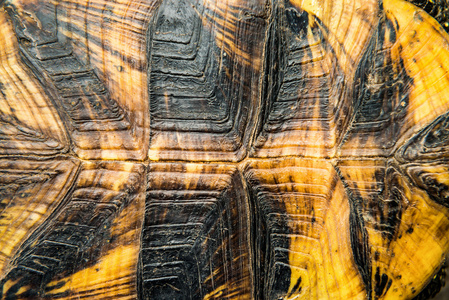 乌龟壳花纹图片图片