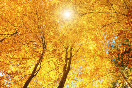 阳光照耀在秋天的树林