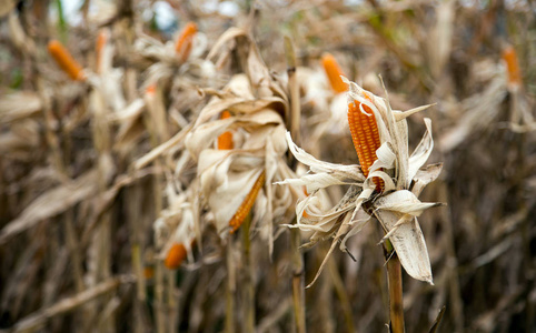在收割季节地里干玉米。自然之美背景