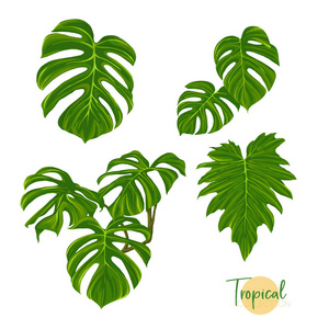 热带植物。植物学风格中的矢量插画