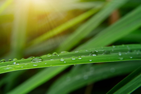 雨季树叶上的水滴与阳光和模糊的背景