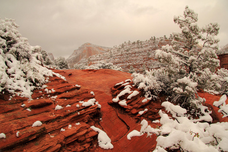 美丽的 Zion 景观