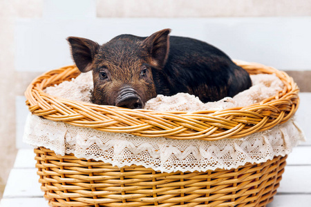 一只越南品种的黑猪坐在柳条篮里。白色背景可爱的小黑小猪
