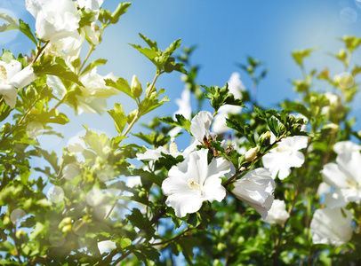 芙蓉花。夏天的花