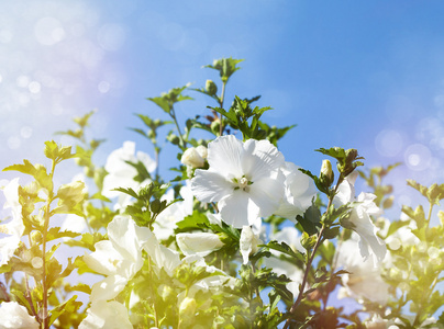 芙蓉花。夏天的花