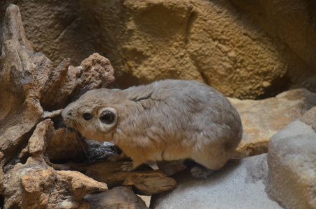 普通甘迪ctenodactylus gundi