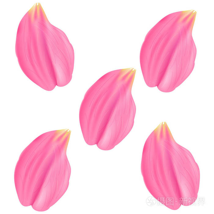 矢量插图。设置粉红色的玫瑰花瓣。白色背景
