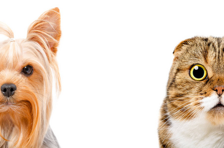 约克郡猎犬和猫苏格兰折叠, 半脸, 在白色背景孤立的肖像