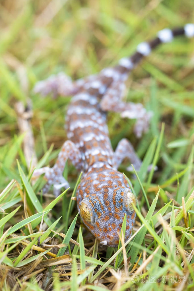 在草坪上关闭壁虎, 许多橙色斑点在蓝色 sk 上传播.
