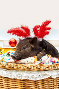 一只越南品种的黑猪坐在一个柳条篮子里, 旁边是圣诞装饰的五彩纸屑。可爱的小黑小猪与鹿牛角在新年