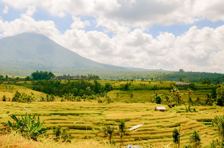 水稻收获，印度尼西亚巴厘岛