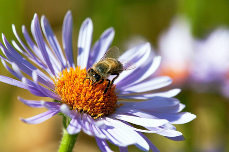 蜜蜂或蜜蜂的细节在拉丁语 api 蜜蜂, 欧洲或西部蜂蜜蜜蜂坐在紫罗兰或蓝色花