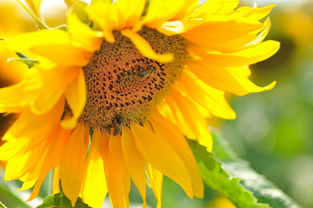 向日葵的花，在阳光下特写与蜜蜂