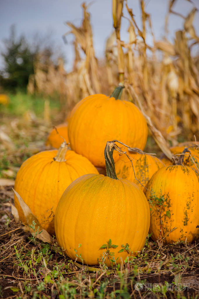 秋天, 收获, 收获