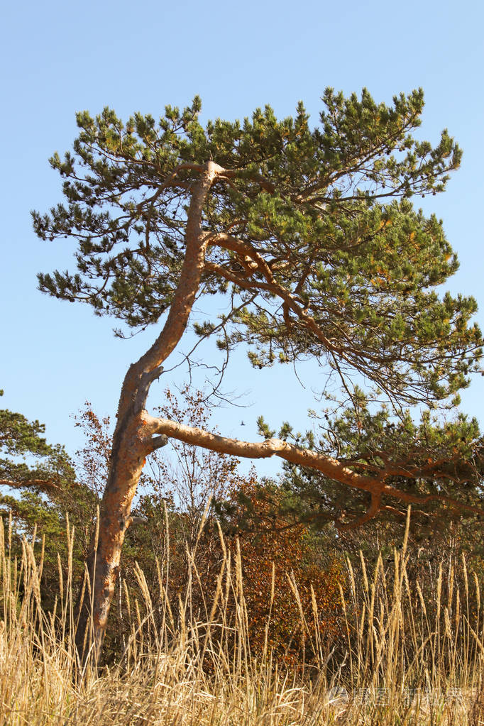 独特的松树林.白色海海岸