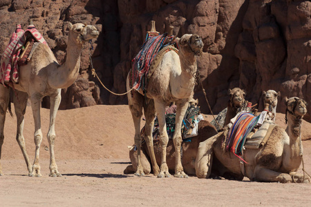 贝都因人商队图片-贝都因人商队素材-贝都因人商队插画-摄图新视界