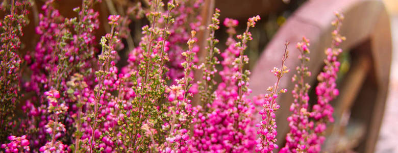 美丽的开花凉爽的紫色苏格兰石楠 Calluna 寻常附近的乡村车轮的木车风格的普罗旺斯。网页横幅。前视图