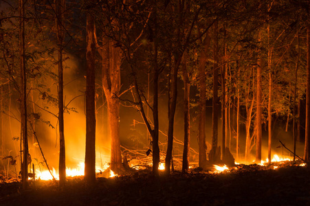 森林大火, 野火燃烧树在夜间在森林中的红色和橙色的颜色, 北部泰国