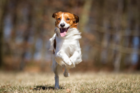 Kooikerhondje 狗在户外