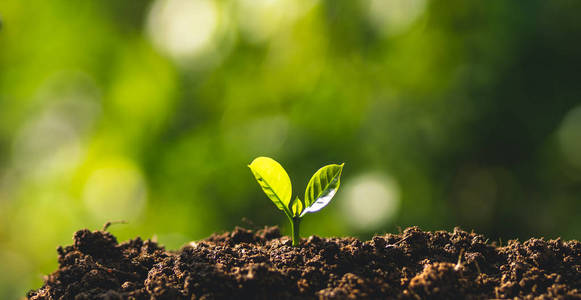 小树树苗咖啡树护理由手工自然晚上背景照片